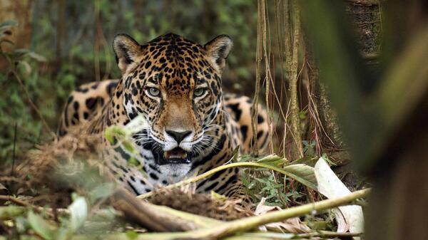 Jaguar in the forest.