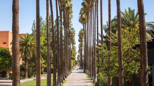 view of Palm Walk on ASU Tempe campus