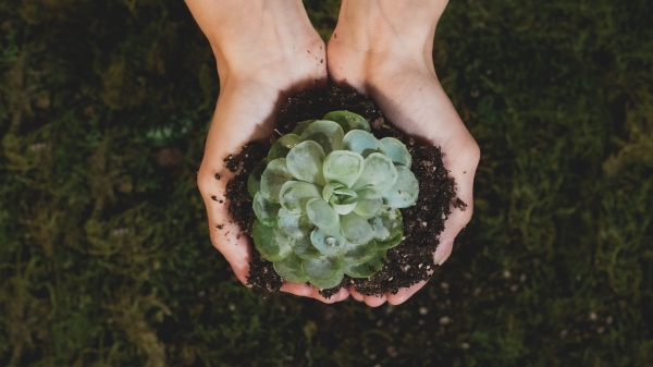 hands planting a succulent plant into dirt 