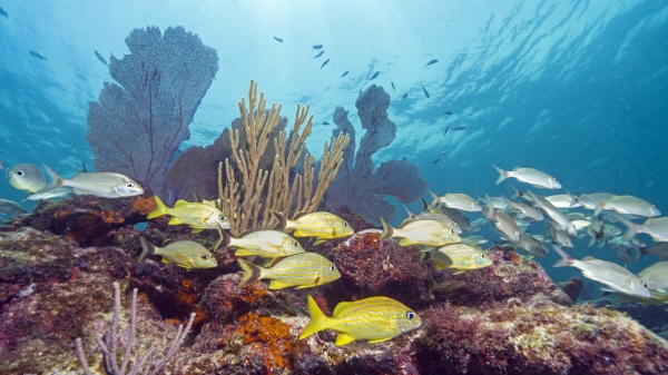  Coral reef in Florida Keys