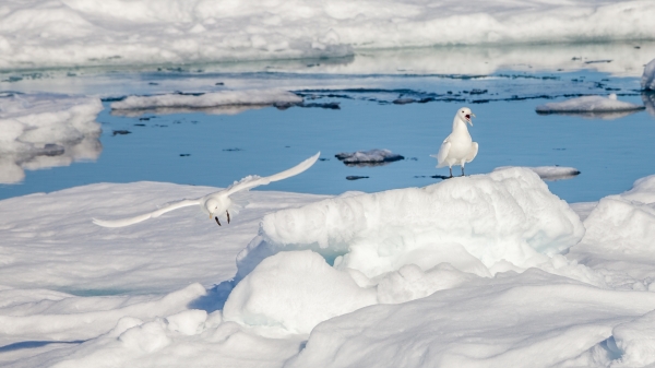 Gulls at arctic