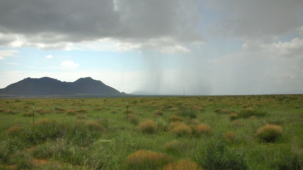 desert grassland