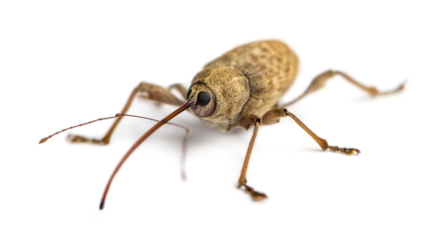 An acorn weevil species.