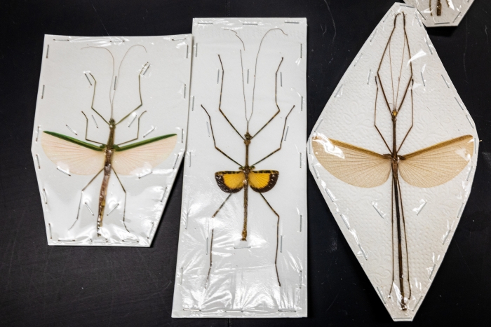 Stick bugs in packages
