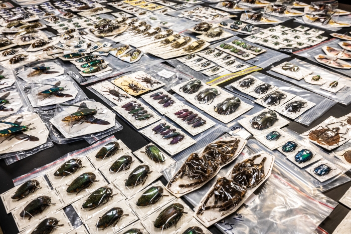 Dozens of insect specimens on display on table