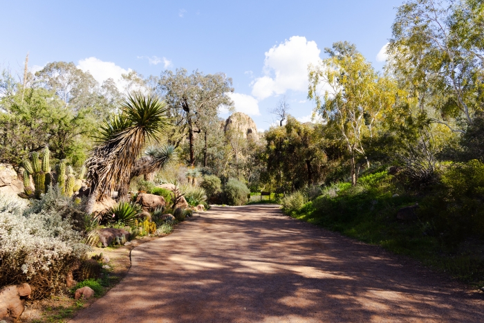 A wide, flat hiking trail encompassed by lush desert plants and trees.
