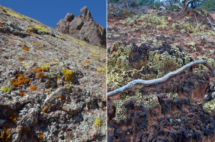 Lichens in their natural habitat.
