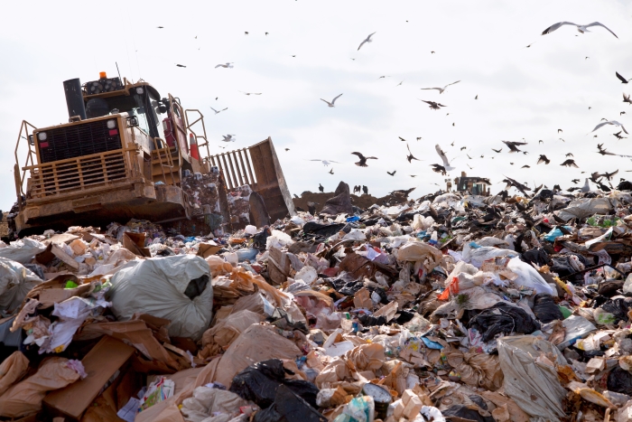 Food waste in a landfill attracts birds