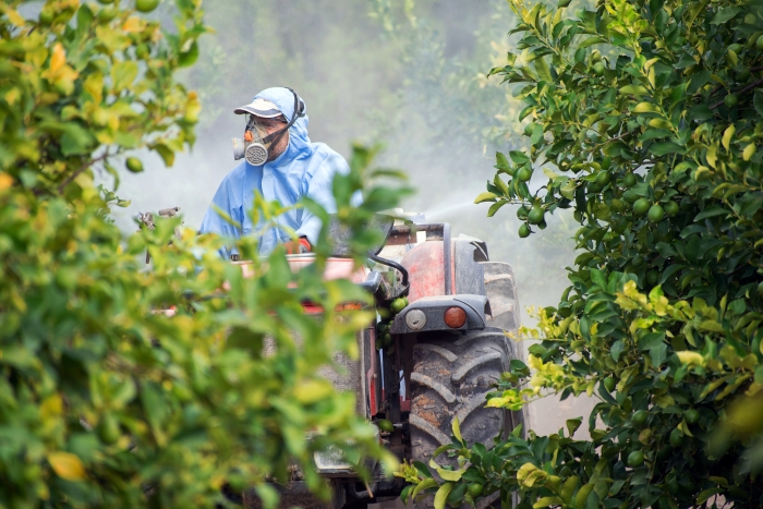 A farmer sprays lemon trees with chemical pesticides