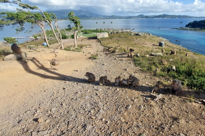 Monkeys sharing a small strip of shade on an island.