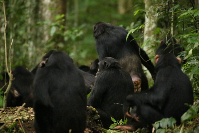 Chimpanzees in a forest.