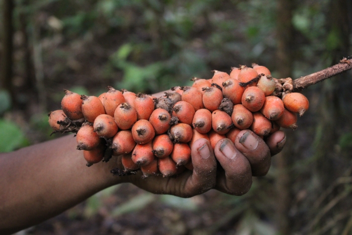 Hand holding red berries.