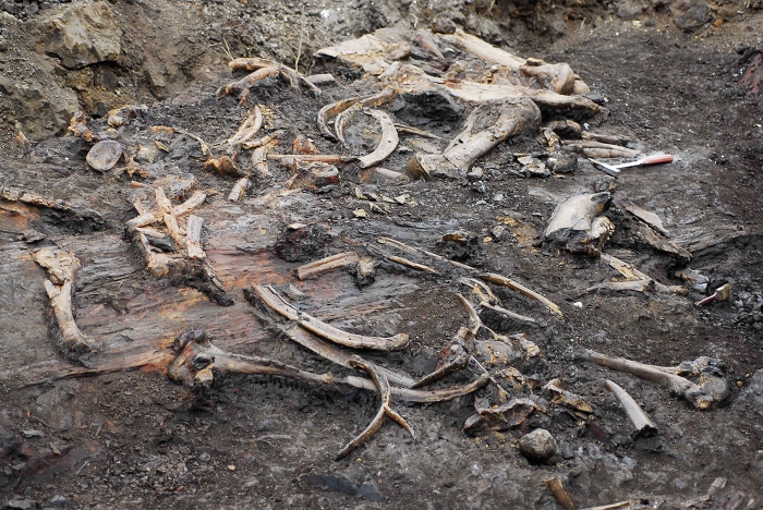 Excavation of a proboscidean death assemblage at STB