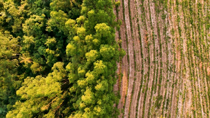 Aerial photo of a forest canopy sharply cut off by rows of agricultural land.