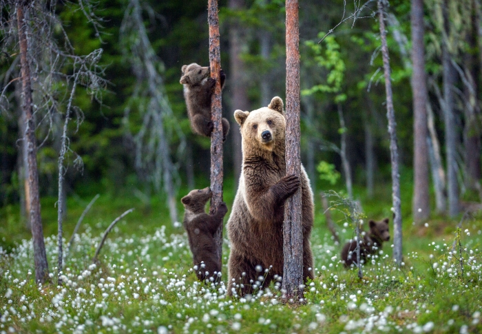 A mother grizzly bear with three cubs in the woods climbing trees in a flowering meadow.