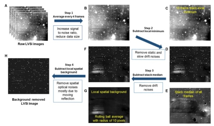 A minimum intensity projection image, resembling a scattering of stars, allows researchers to track changes in bacterial movement and monitor antibiotic effectiveness. By using a small image stack, this technique filters out static noise while preserving the signal from bacteria that shift positions over time.