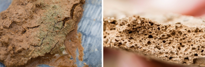 two closeup photos of soil samples: on right, showing green biocrust growing; on left, showing holes from air bubbles in abiotic crust