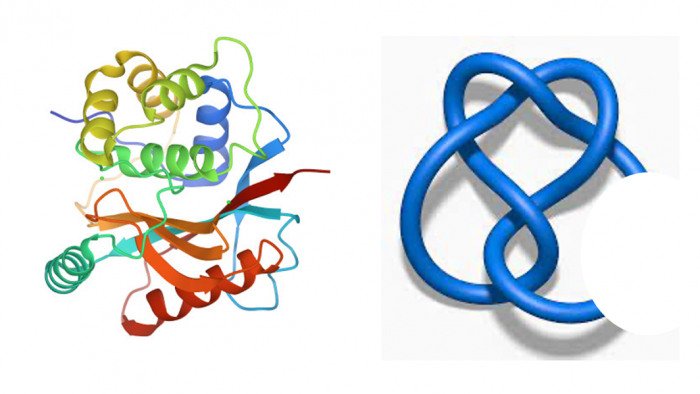 An illustration of a protein