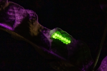 Close-up image of insect eggs glowing under UV light.