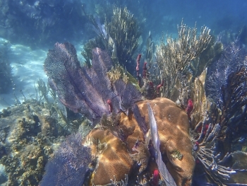 Close-up image of coral reef underwater.
