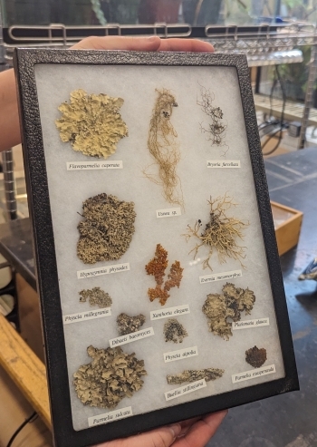 A variety of lichens framed in a shadow box.