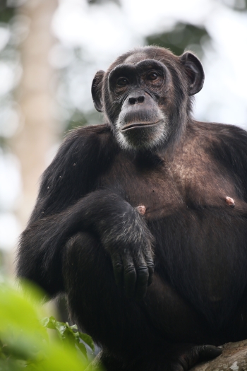 Chimpanzee sitting in a tree