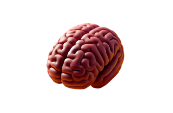A 3d render of a human brain
