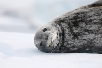 Seal