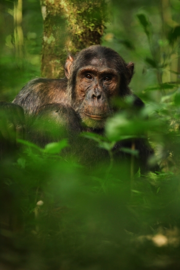 Cash, of the Ngogo community in Kibale National Park, Uganda. Photo by Kevin Langerbraber. 