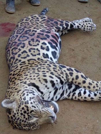 Jaguar are often killed for their pelts