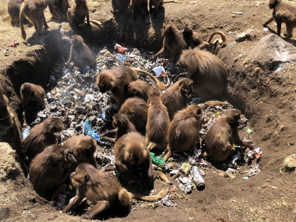 A group of gelada monkeys sift through a pile of trash.