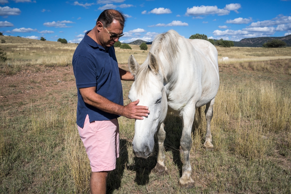 A man in shorts and a polo pets a horse in a meadow