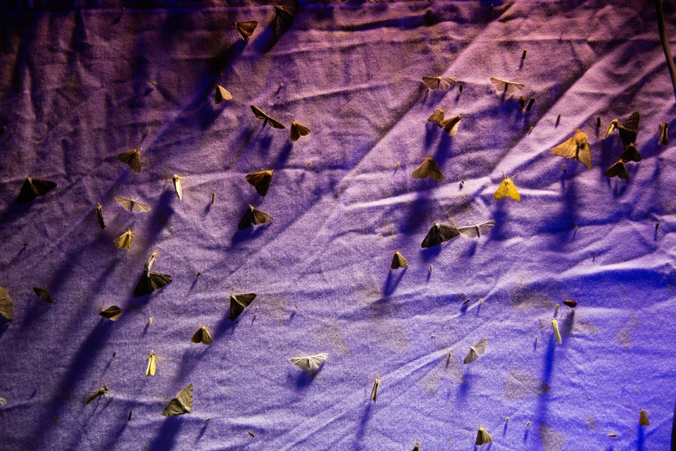moths on sheet