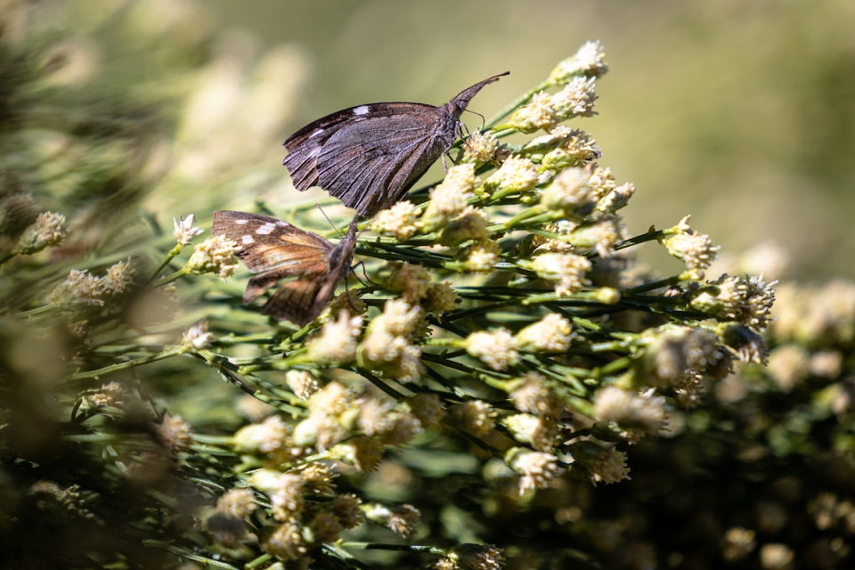 American Snout butterfly gather pollen on a desert broom