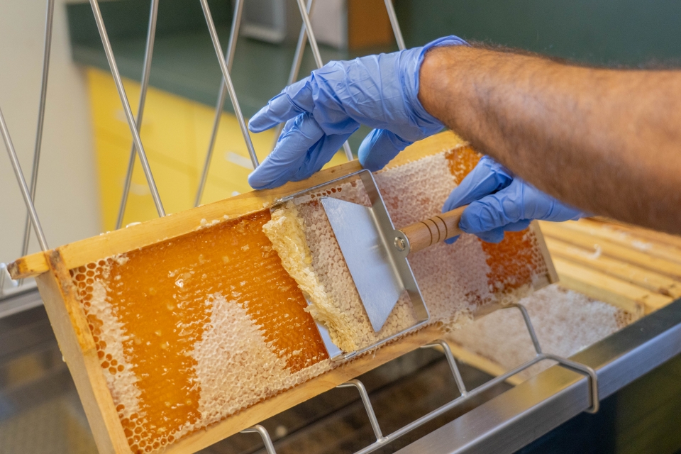 Scraping honey from a beehive frame