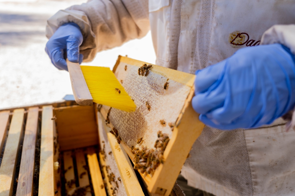Man pulling frame out of beehive