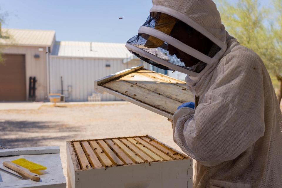 Man wearing bee suit opening lid of beehive