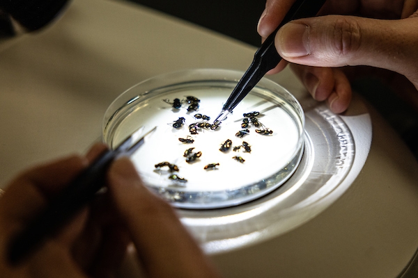 Jonathan Parrott's west campus lab uses the DNA of flies to determine their species. 