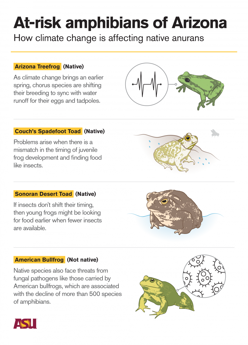 amphibians graphic