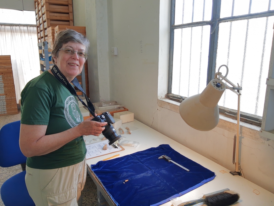 ASU professor Brenda Baker examining skeletons in her lab in Cyprus