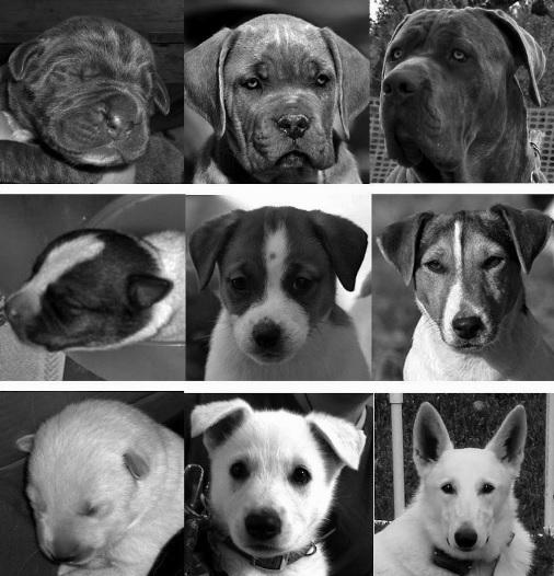 black and white photos of three types of dogs at different ages