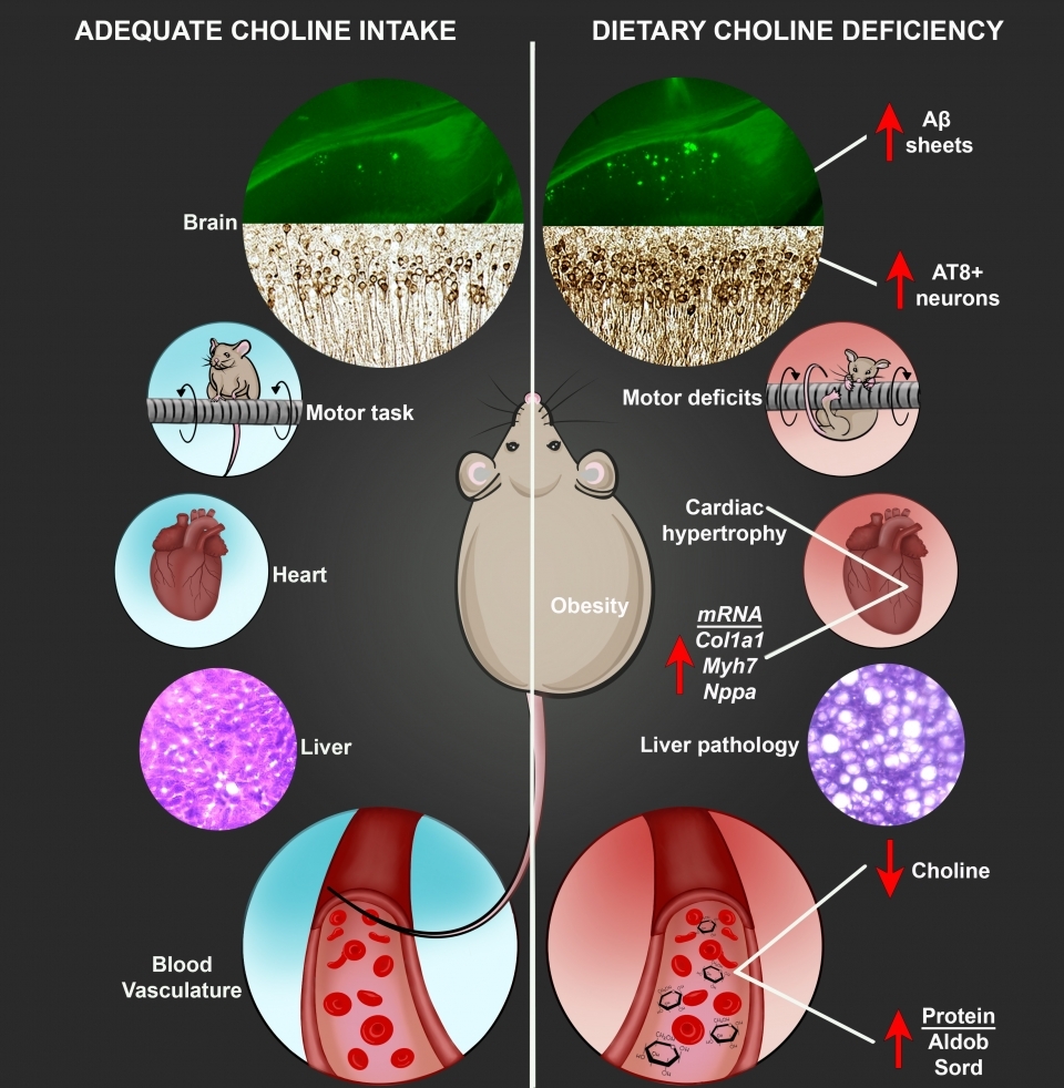 Graphic showing the differences between a mouse with adequate choline intake and a mouse with dietary choline deficiency
