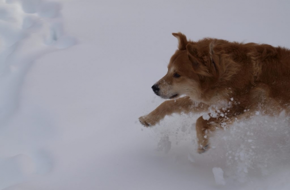 Dog running through snow.
