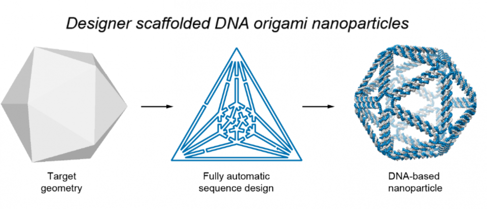 Top-down Design Brings New DNA Structures To Life | ASU News