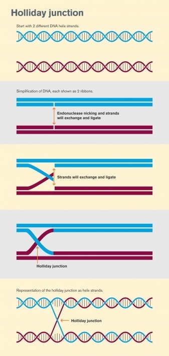 Graphic illustrating the formation of a Holliday junction from two separate strands of double-stranded DNA.