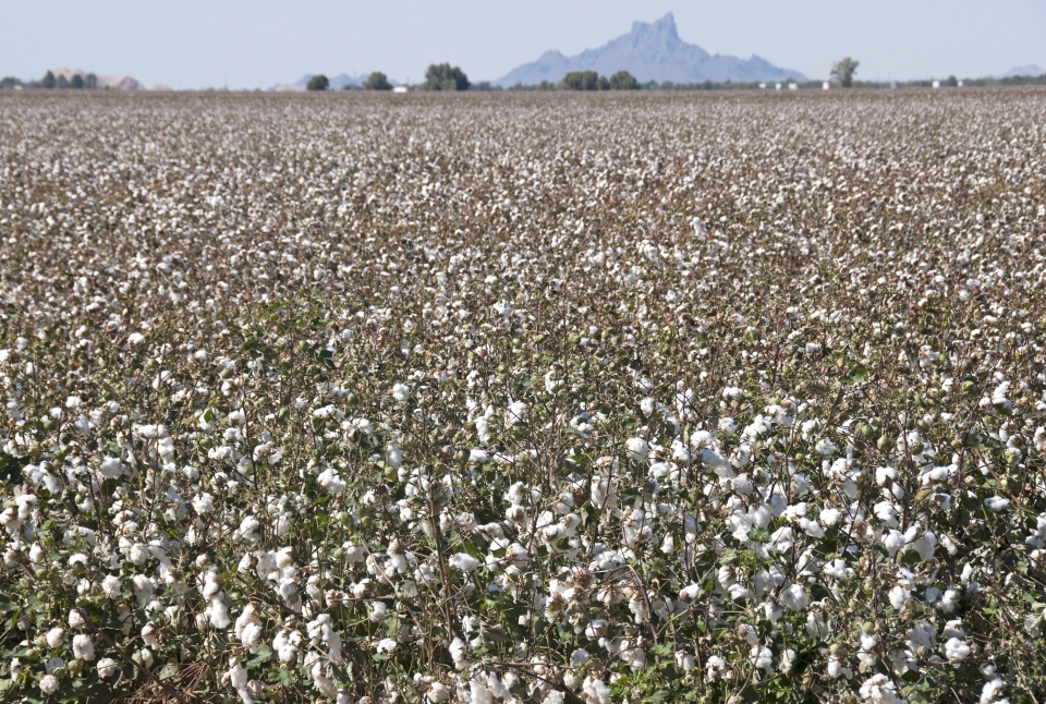 Cotton field in southern Arizona