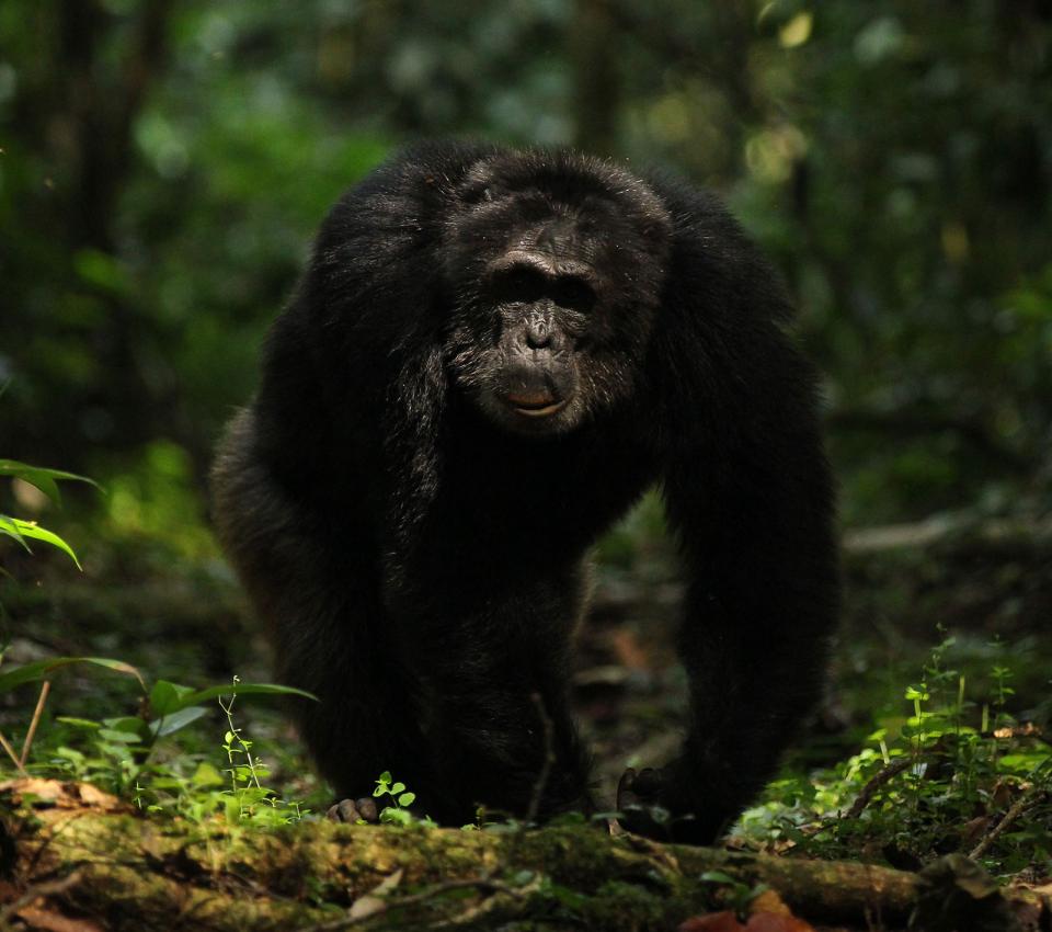 Chimpanzee in a forest
