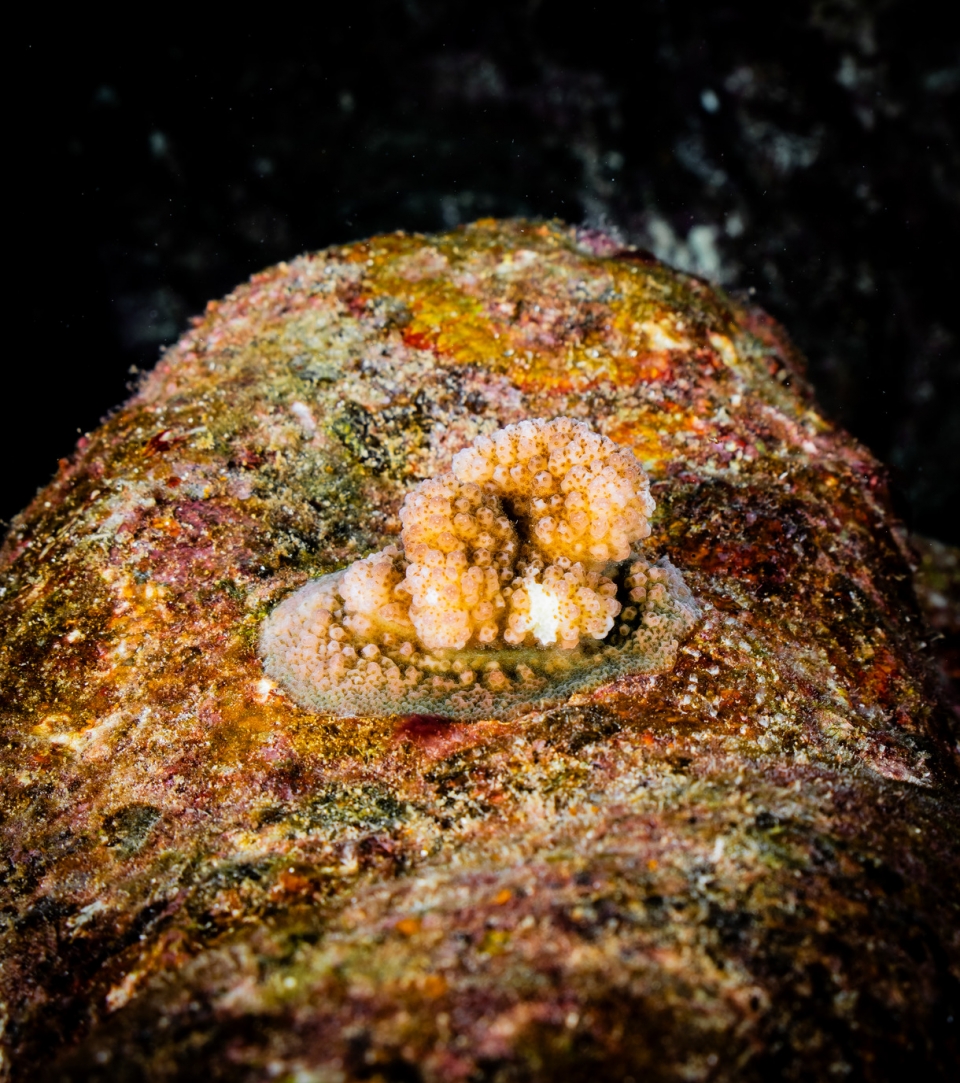 A new coral colony establishes itself on a rock.