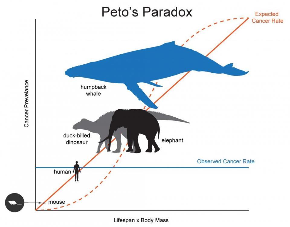 Peto's Paradox illustration