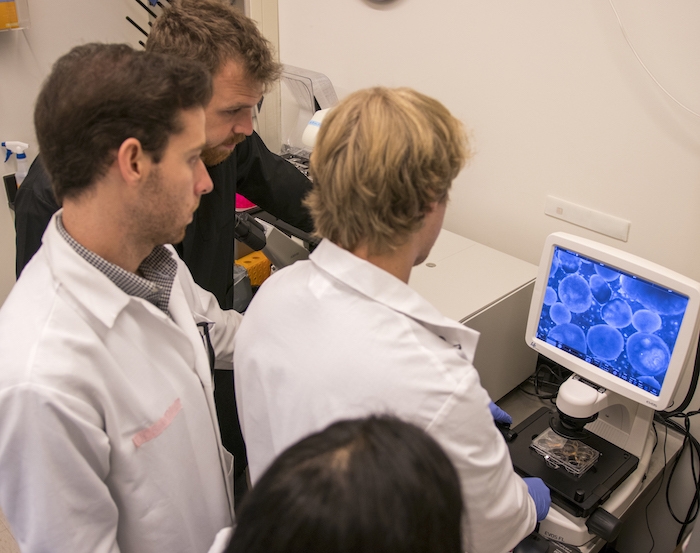 students looking at stem cells on a screen in a lab